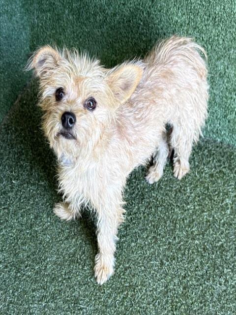 Photo of Miracle, adoptable Chihuahua in Lancaster, California
