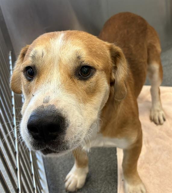 Photo of Kaiser, adoptable Mixed Breed