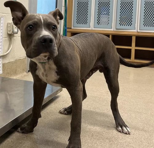 Photo of Dobby, adoptable American Staffordshire Terrier in Grand Prairie, Texas