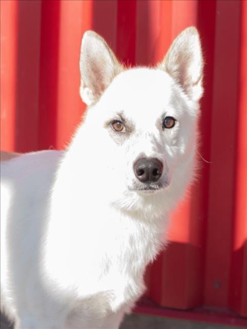 Photo of Churro, adoptable Australian Cattle Dog/Blue Heeler in Tracy, California