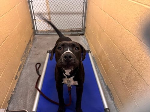 Photo of Legend, adoptable Pit Bull Terrier in Fairfield, California