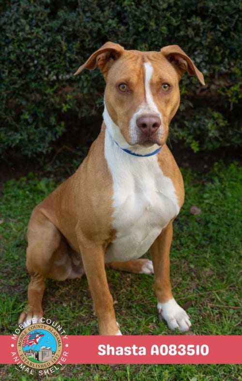 Photo of Shasta, adoptable Labrador Retriever in Mobile, Alabama