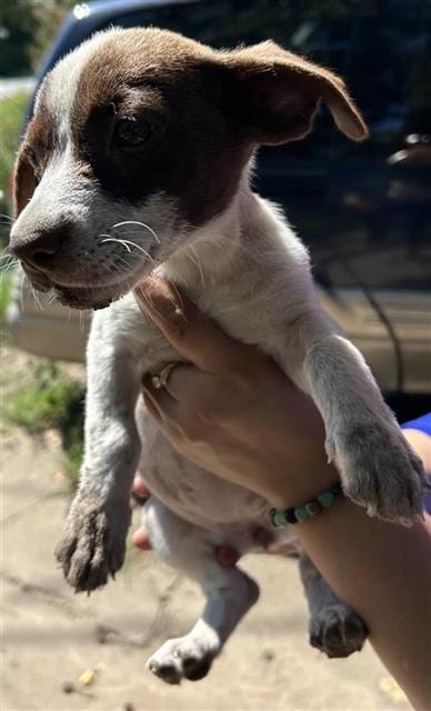 Photo of A663329, adoptable Miniature Schnauzer in Houston, Texas