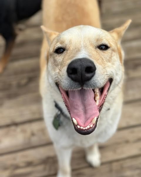Photo of Gator, adoptable Husky in Paola, Kansas