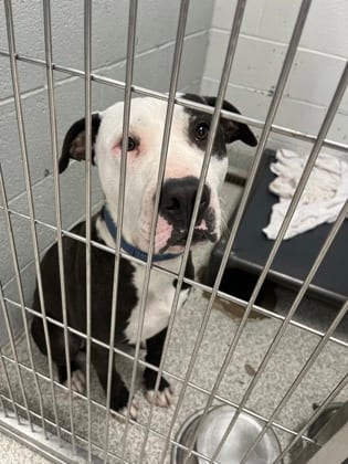 Photo of Mr. Wisdom, adoptable dog in Baltimore, Maryland