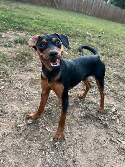 Photo of Luther, adoptable Chihuahua in Greenville, South Carolina