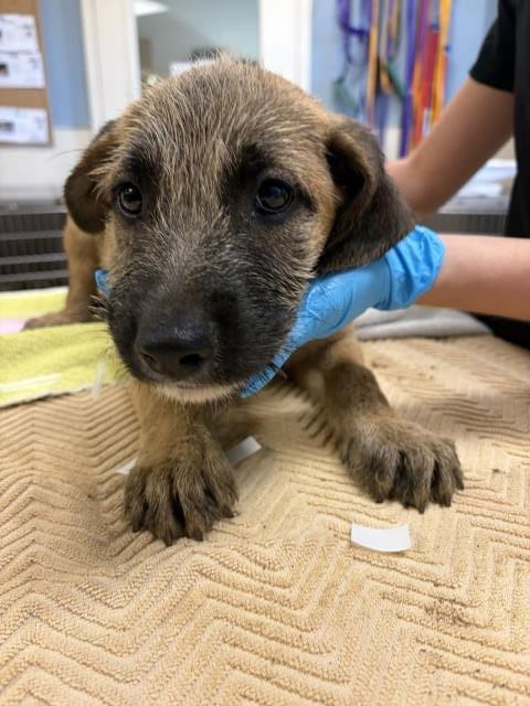 Photo of Larry, adoptable Terrier in Riverside, California