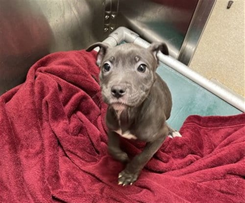 Photo of Fingerling, adoptable Pit Bull Terrier in Denver, Colorado