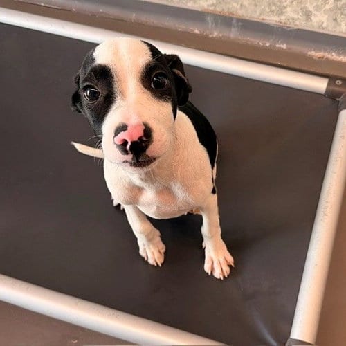 Photo of Anton, adoptable Unknown breed in Rancho Santa Fe, California