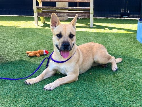 Photo of Gina, adoptable Pit Bull Terrier in Orange, California