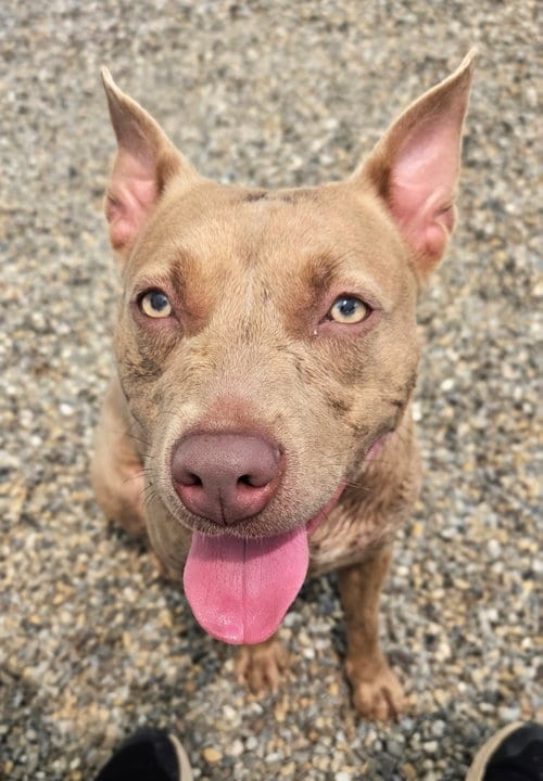 Photo of Henna SCAS, adoptable Pit Bull Terrier in Rockaway, New Jersey
