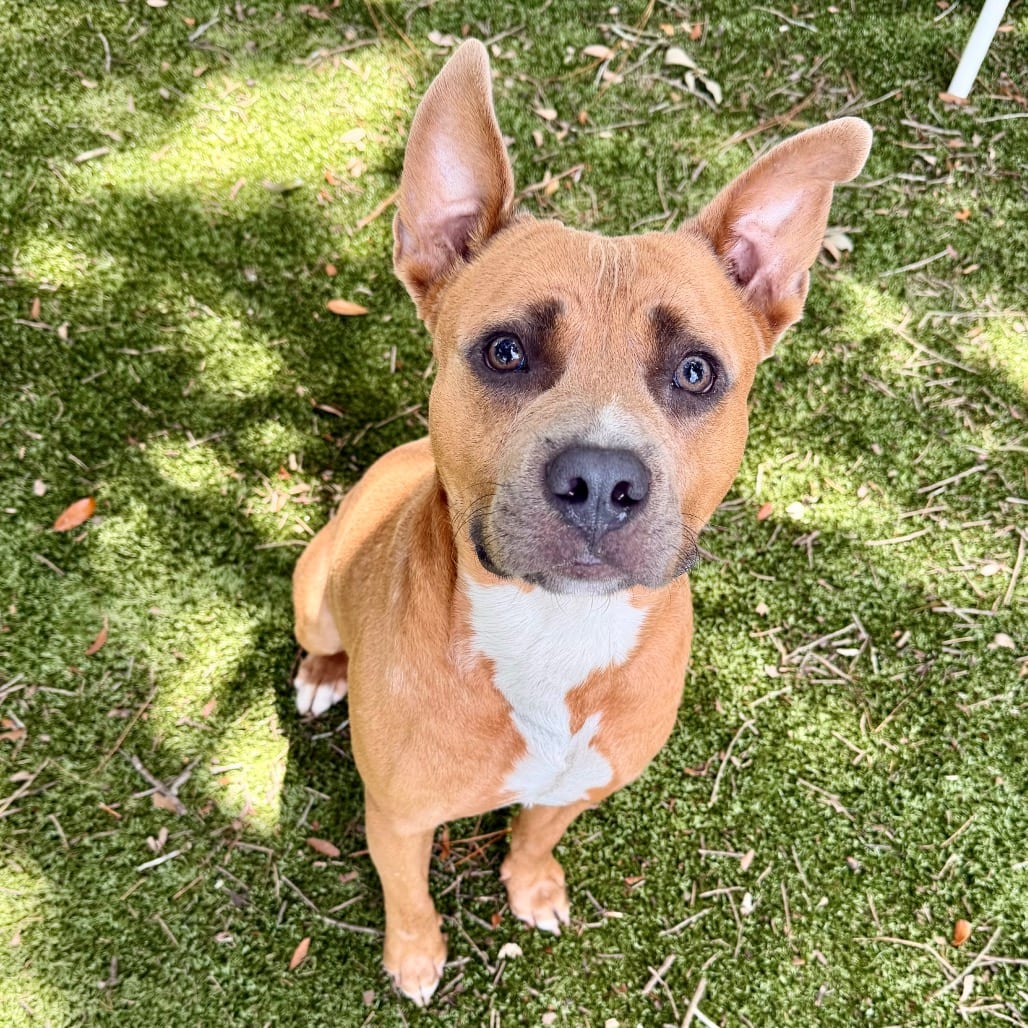 Photo of Turbo, adoptable Mixed Breed (Medium) in Milton, Florida