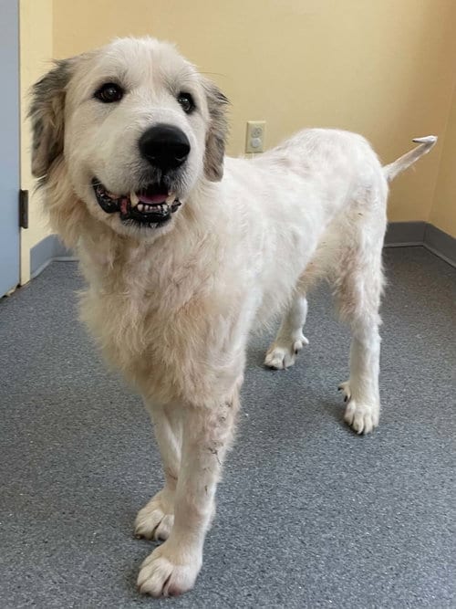 Photo of Tumbleweed, adoptable Great Pyrenees in Low Moor, Virginia