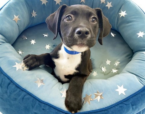 Photo of C3Po, adoptable American Bulldog in Ft Lauderdale, Florida