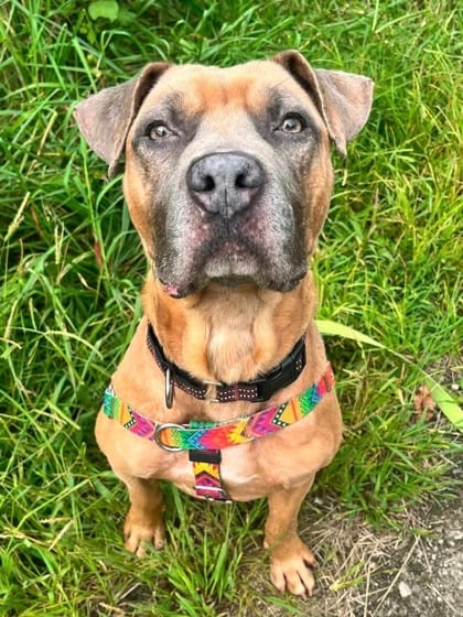 Photo of Chillax, adoptable dog in Baltimore, Maryland