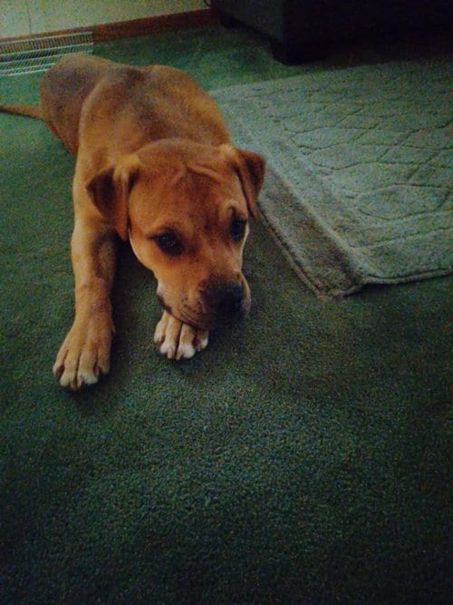 Photo of Mabiline, adoptable Labrador Retriever in Princeton, Minnesota