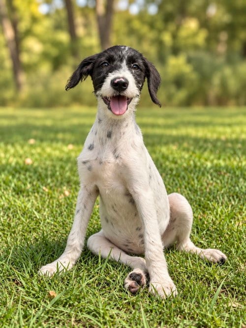 Photo of Cammi, adoptable Labrador Retriever in PIPE CREEK, Texas
