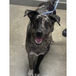 Photo of Delaney, adoptable Catahoula Leopard Dog in San Antonio, Texas