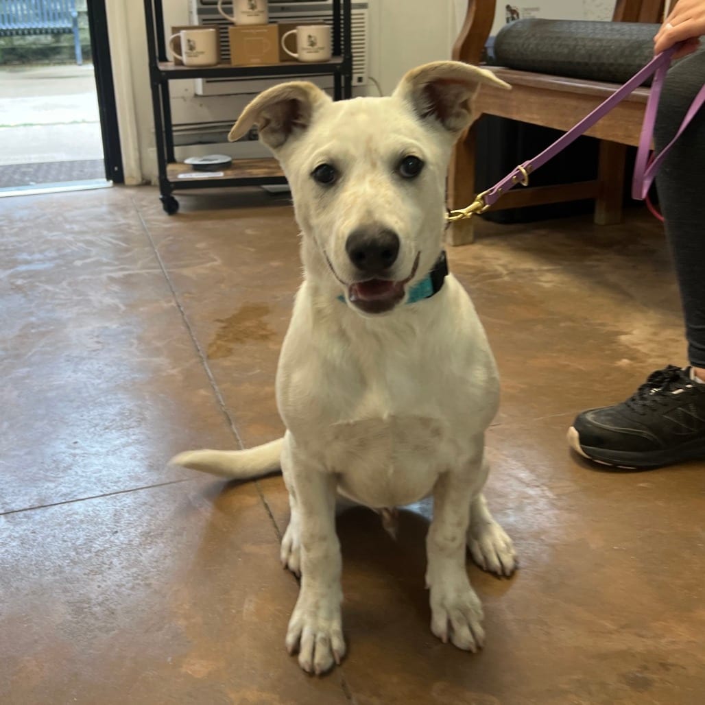 Photo of Norman, adoptable Shepherd / Terrier, Pit Bull in Riverwoods, Illinois