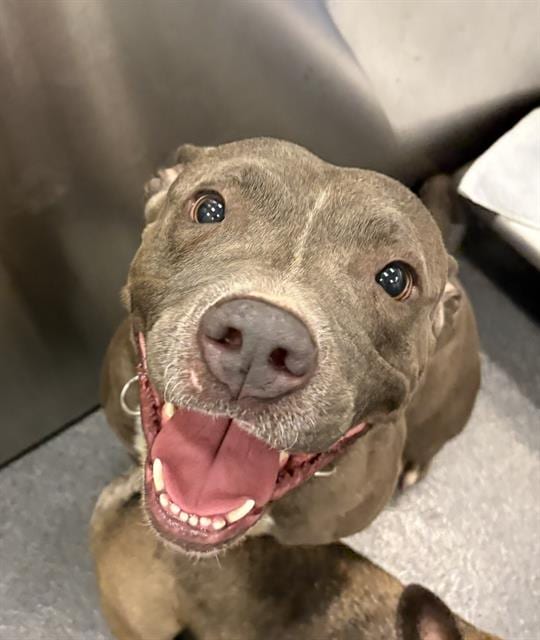 Photo of Thelma, adoptable Mixed Breed