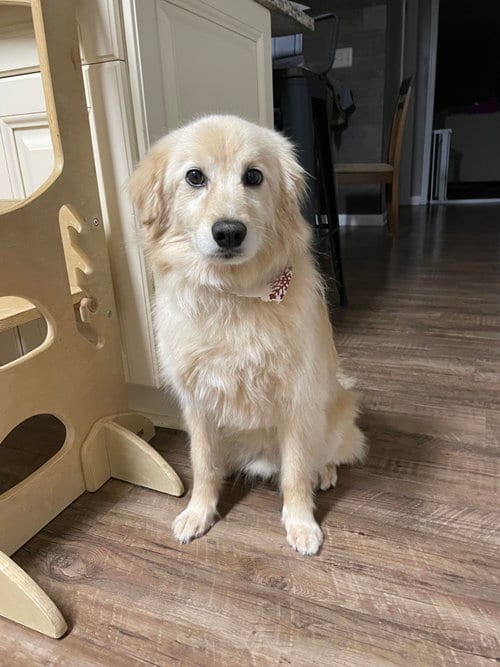 Photo of Cooper, adoptable Australian Shepherd in Cliffwood, New Jersey
