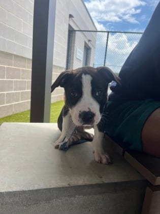 Photo of Pegasus, adoptable dog in Atlanta, Georgia