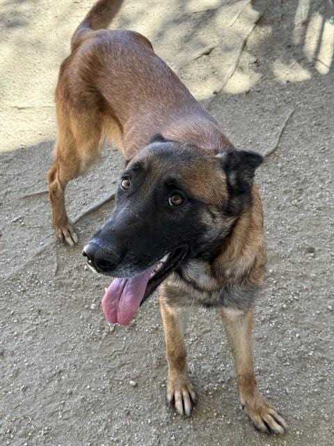 Photo of Nebula, adoptable Belgian Shepherd Malinois in Riverside, California