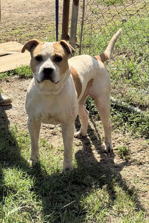 Photo of Jax, adoptable American Pit Bull Terrier in Jackson, Mississippi