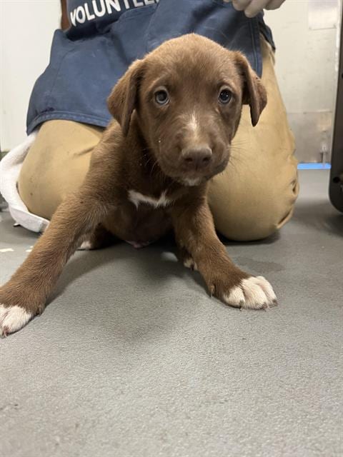 Photo of Elmer, adoptable German Shorthaired Pointer in Santa Cruz, California
