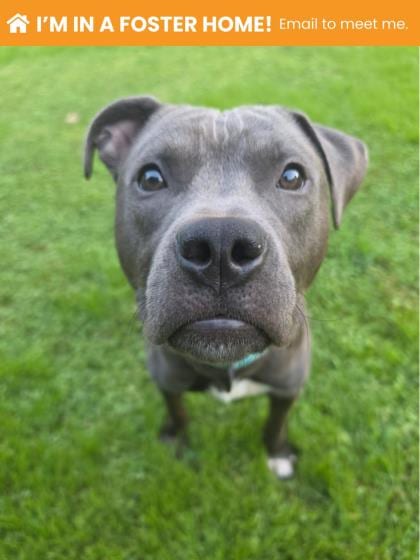 Photo of Ledger, adoptable dog in Baltimore, Maryland
