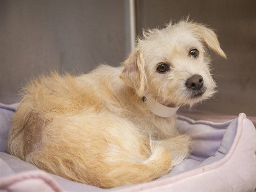 Photo of Miguel, adoptable Cairn Terrier in Phoenix, Arizona