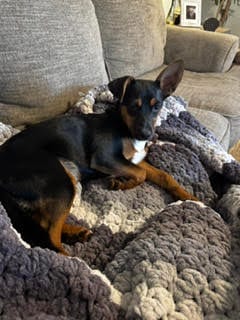 Photo of Jellybean, adoptable Miniature Pinscher in Holly Springs, North Carolina