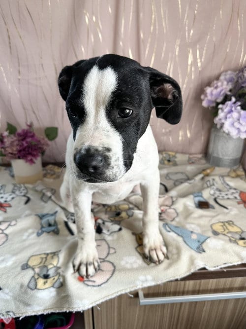 Photo of Remy, adoptable Black Mouth Cur in Long Beach, Mississippi