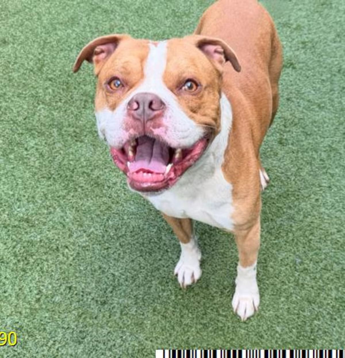 Photo of Nico, adoptable Mixed Breed (Medium) in West Palm Beach, Florida
