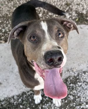 Photo of Luna, adoptable Pit Bull Terrier in Savannah, Missouri