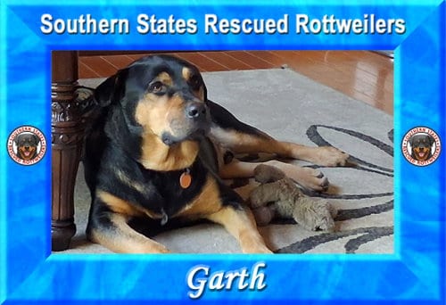 Photo of Garth, adoptable Rottweiler in White Hall, Arkansas
