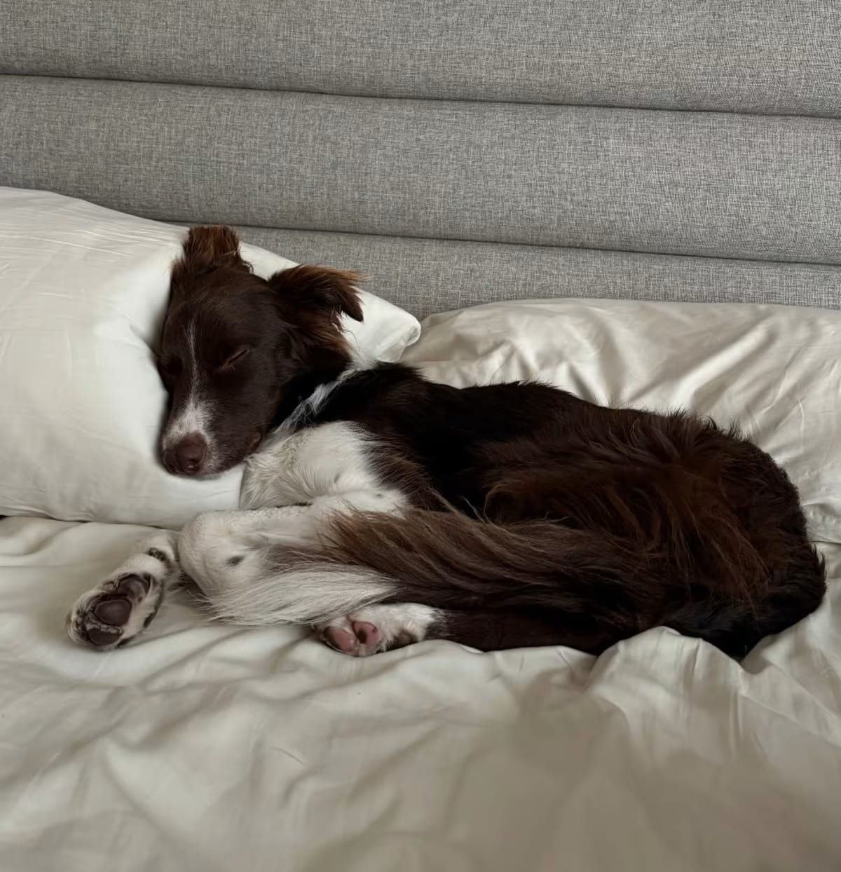 Photo of Milo, adoptable Border Collie/Mixed Breed (Medium) in Oakland, California