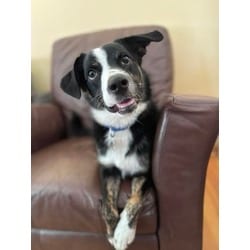 Photo of Ronaldo, adoptable Border Collie in Palatine, Illinois