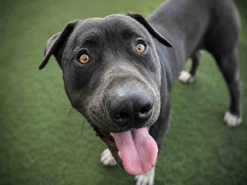 Photo of Arlo, adoptable Pit Bull Terrier in Bonita, California
