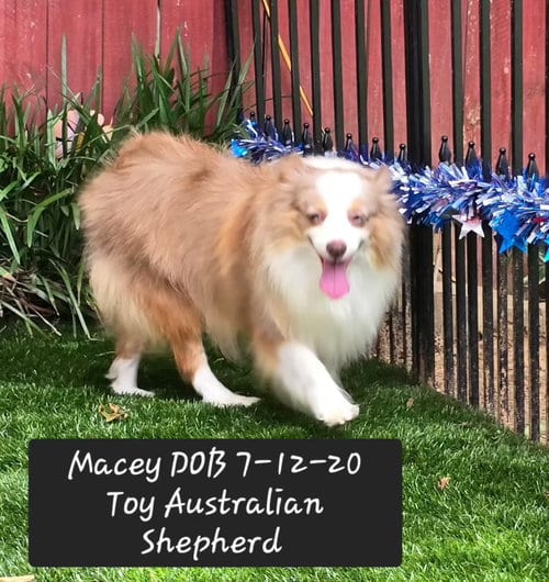 Photo of Macey, adoptable Australian Shepherd in York, South Carolina