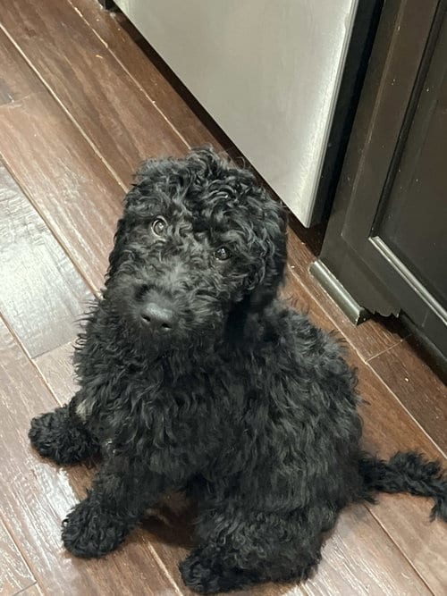 Photo of Vivienne, adoptable Poodle (Standard) in Fort Worth, Texas