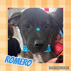 Photo of Romero, adoptable Labrador Retriever Hound (Unknown Type) in Ringwood, New Jersey
