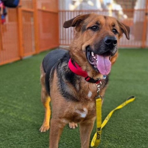 Photo of Charlie, adoptable German Shepherd Dog in Las Vegas, Nevada