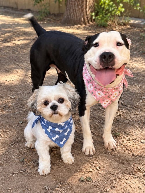 Photo of Snoopy and Lucy, adoptable Shih Tzu in Phoenix, Arizona