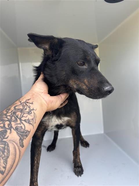 Photo of Senior Dutch Shepherd mix, adoptable Dutch Shepherd mix in Houston, Texas