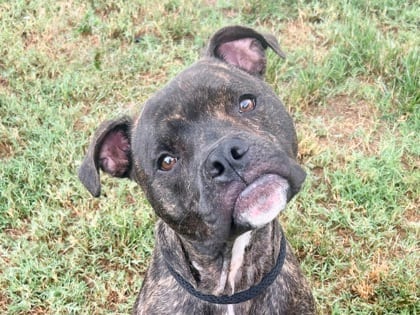 Photo of Gibby, adoptable dog in Georgetown, Texas