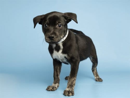 Photo of Kaia, adoptable Australian Cattle Dog/Blue Heeler in Phoenix, Arizona