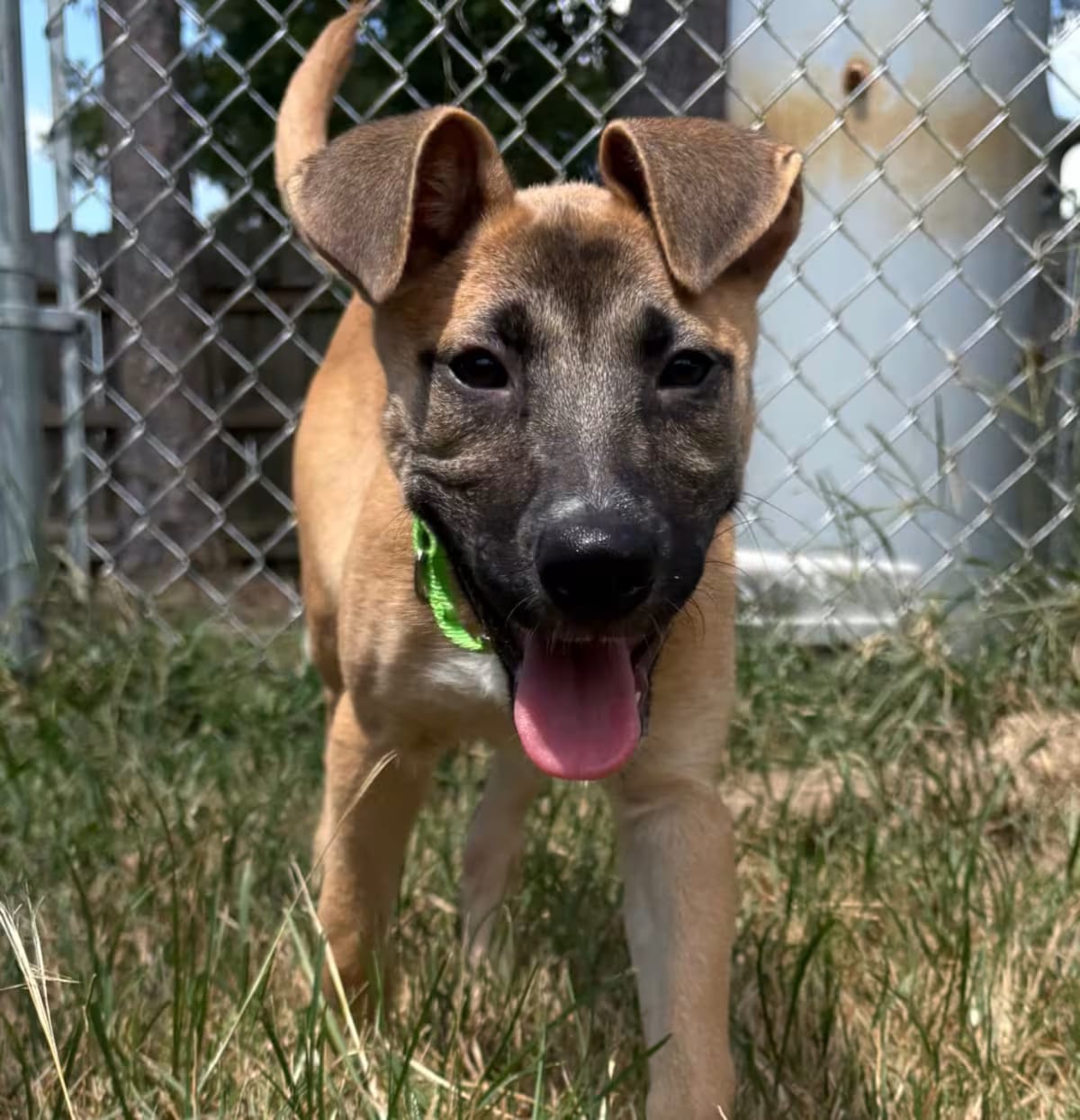 Photo of Messi, adoptable Golden Retriever Black Mouth Cur in Spring, Texas