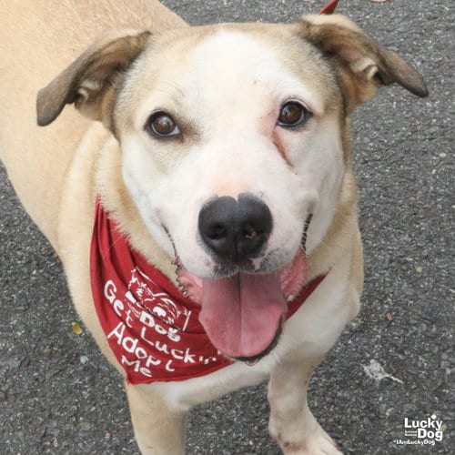 Photo of Ghost, adoptable Bulldog in Washington, District of Columbia