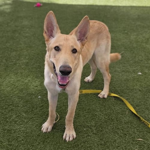 Photo of Rocky, adoptable German Shepherd Dog in Las Vegas, Nevada